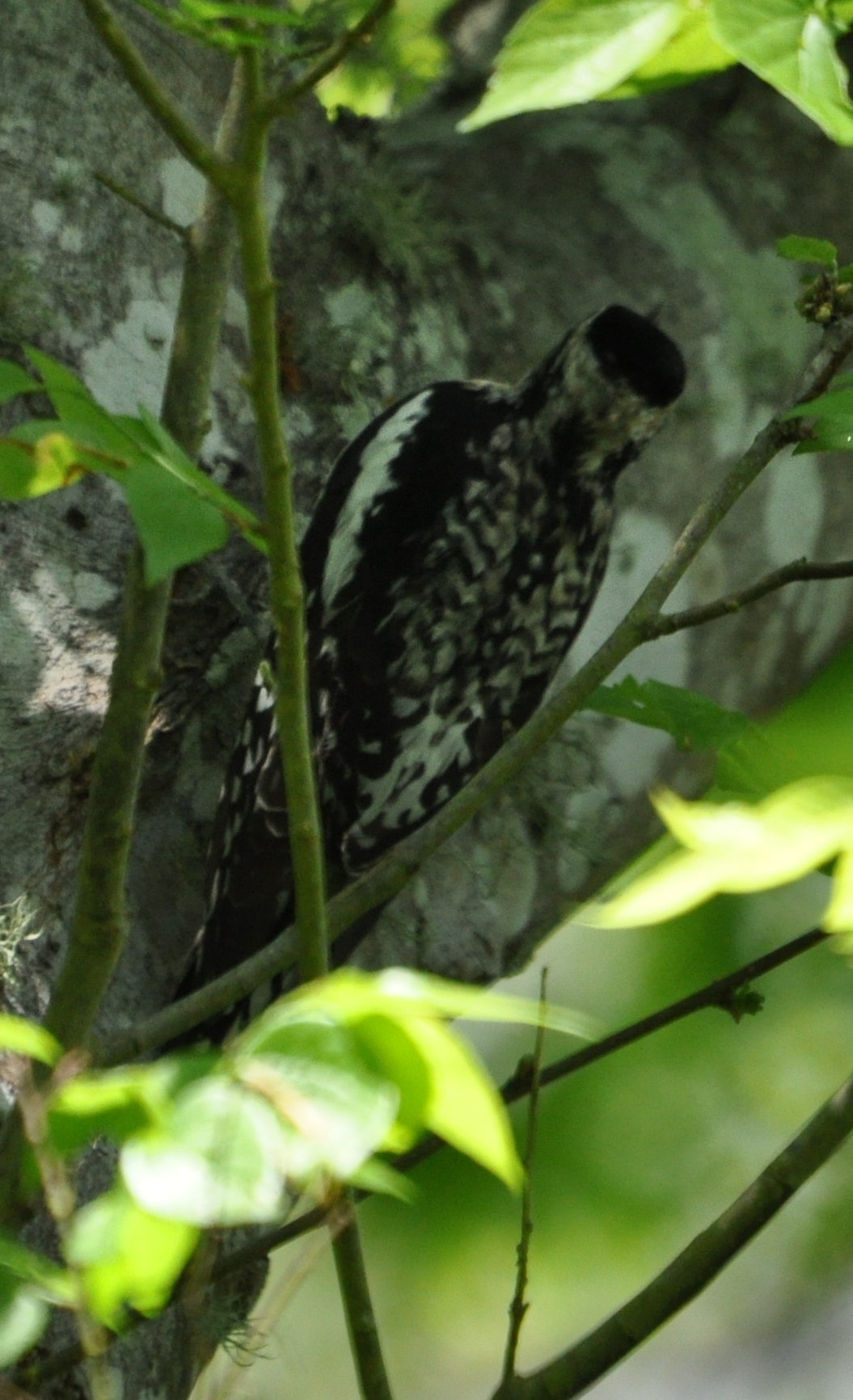 DSC_0268b.JPG