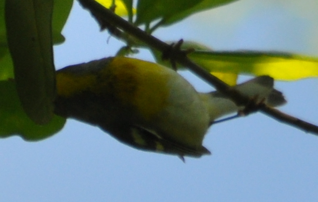DSC_0283b.JPG