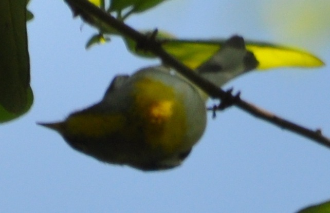 DSC_0284b.JPG