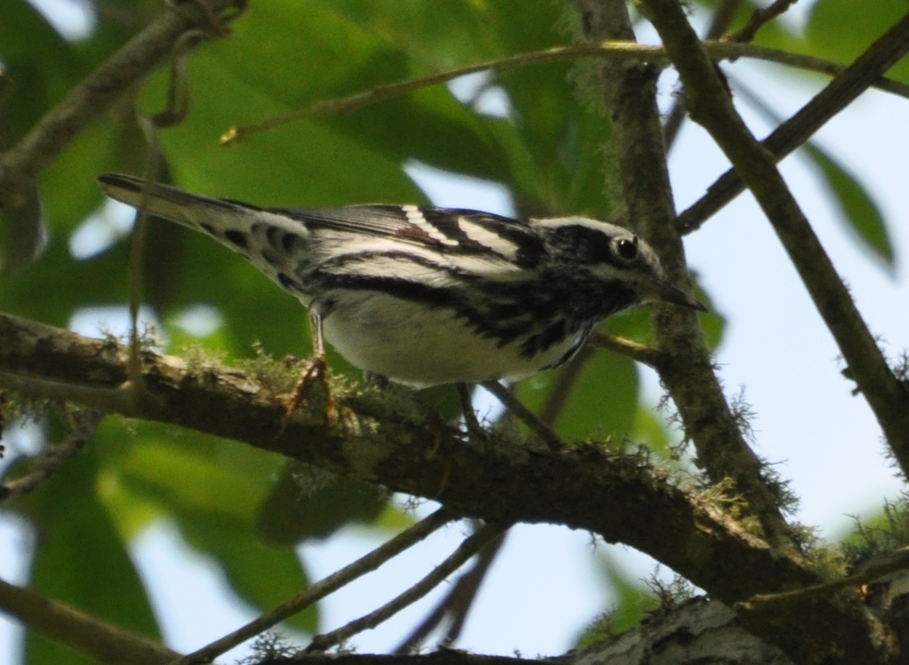 DSC_0288b.JPG