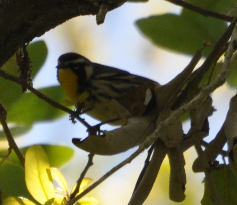 DSC_0301b.JPG