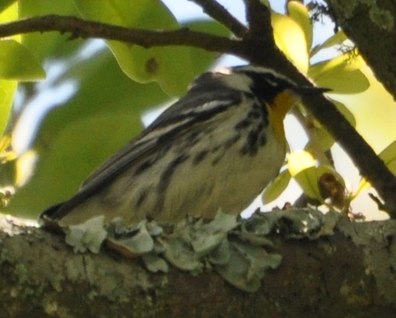 DSC_0302b.JPG