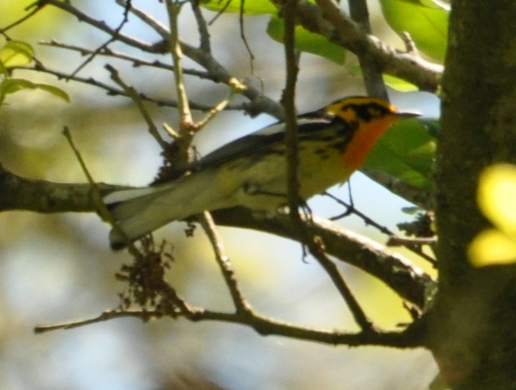 DSC_0335b.JPG