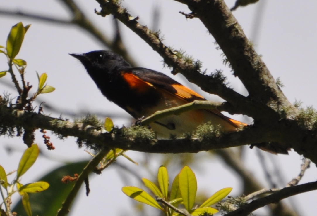 DSC_0360b.JPG