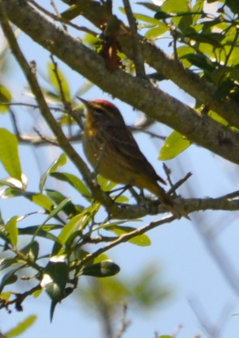 DSC_0386b.JPG