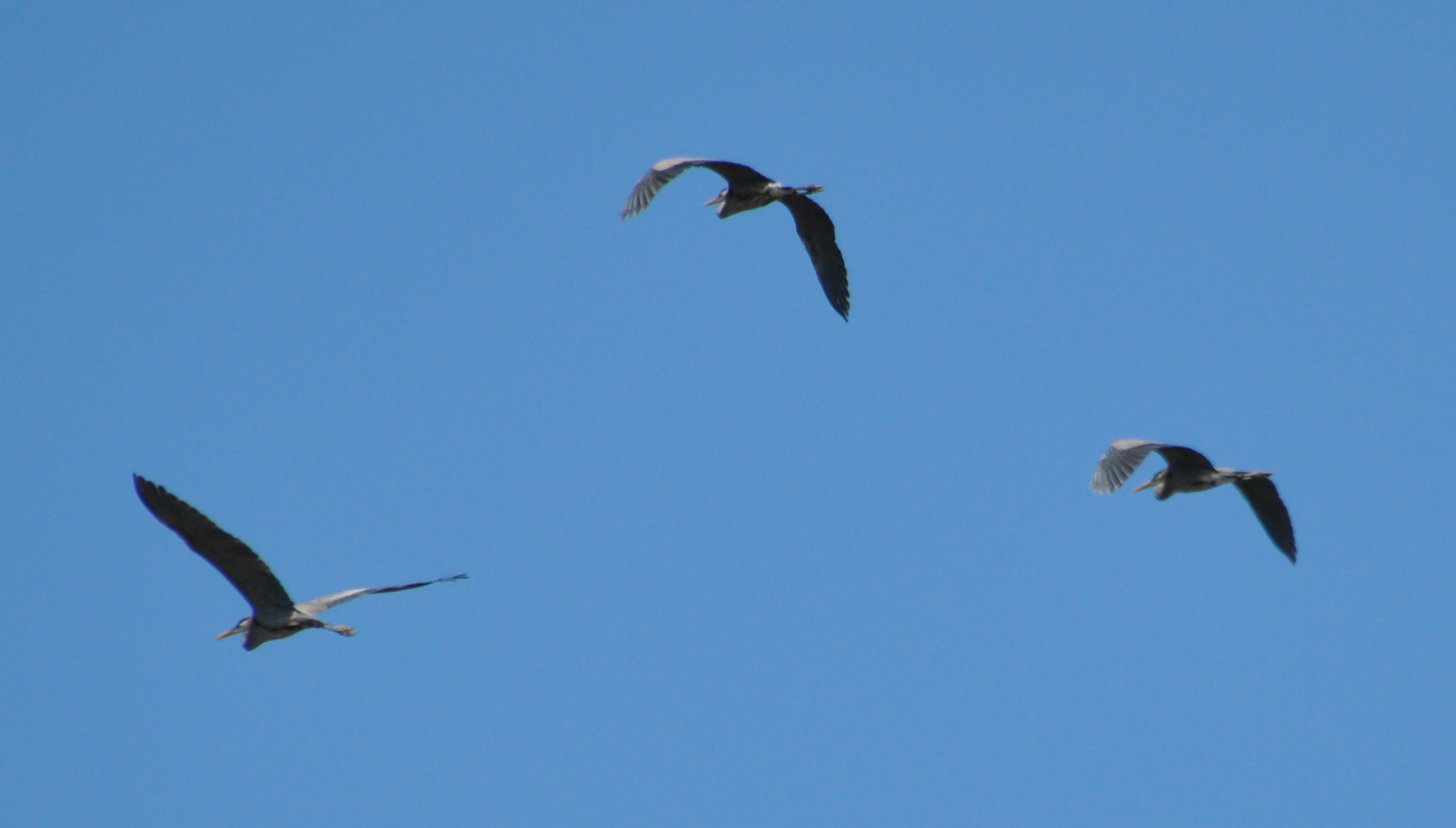 DSC_0447b.JPG