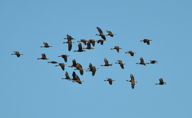 DSC_0449b.JPG