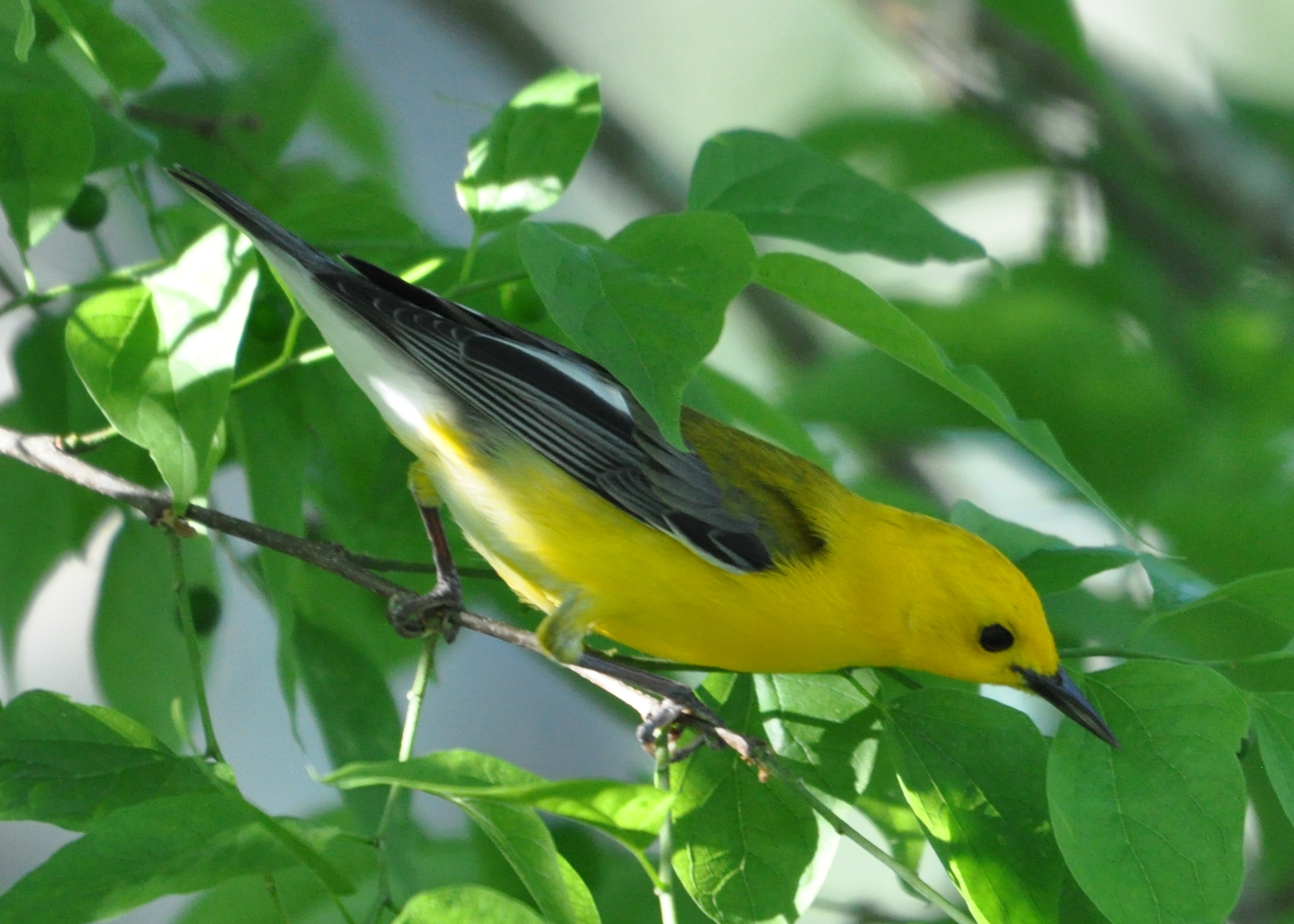 DSC_0613b.JPG