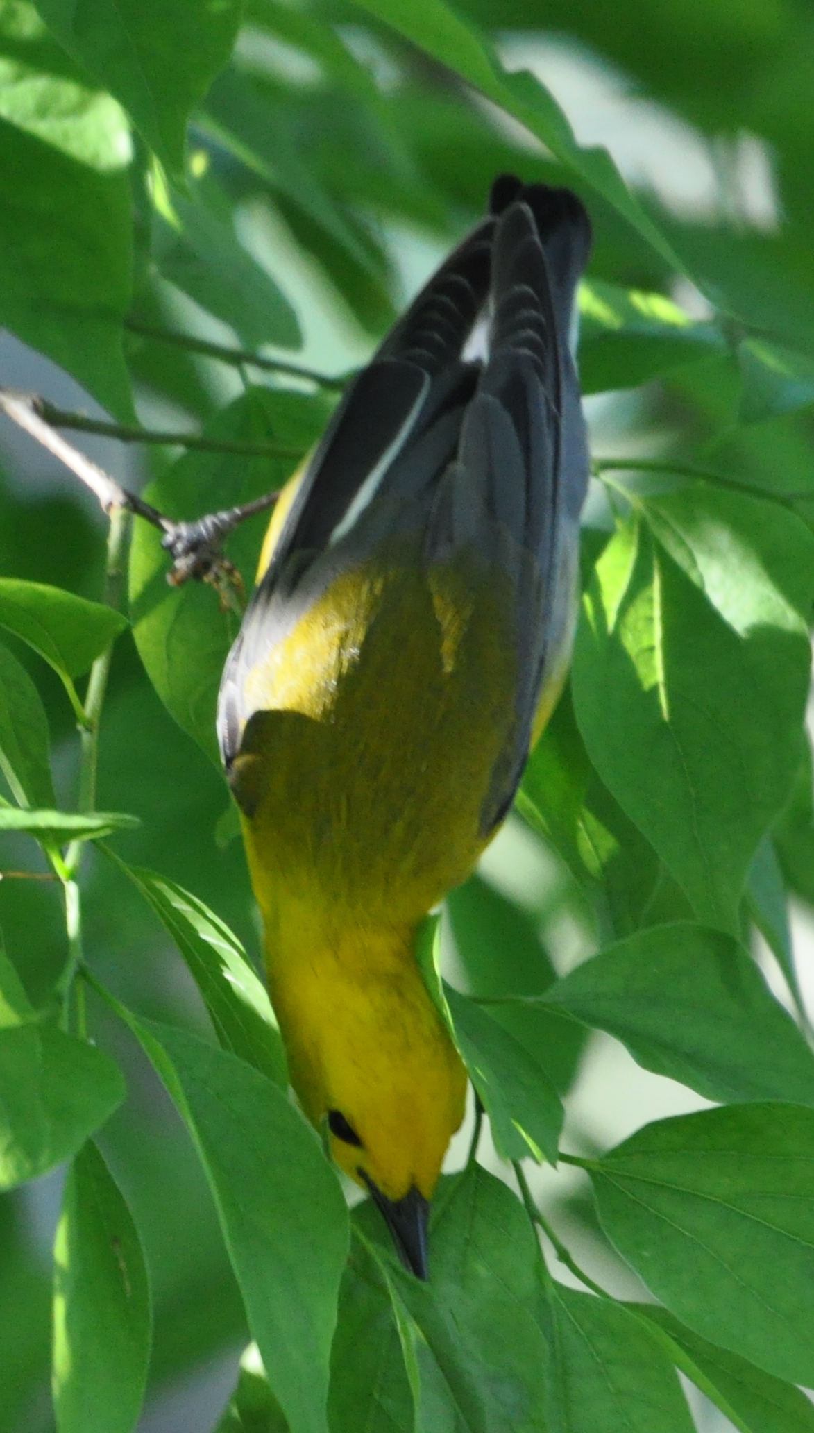 DSC_0623b.JPG