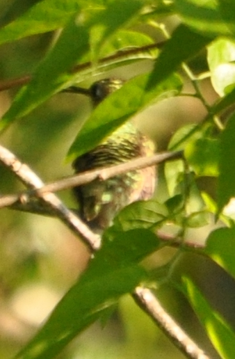 DSC_0678b.JPG