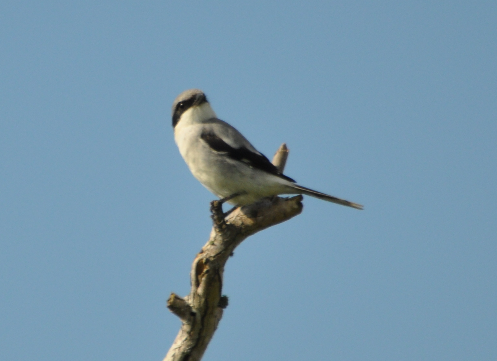 DSC_0105b.JPG