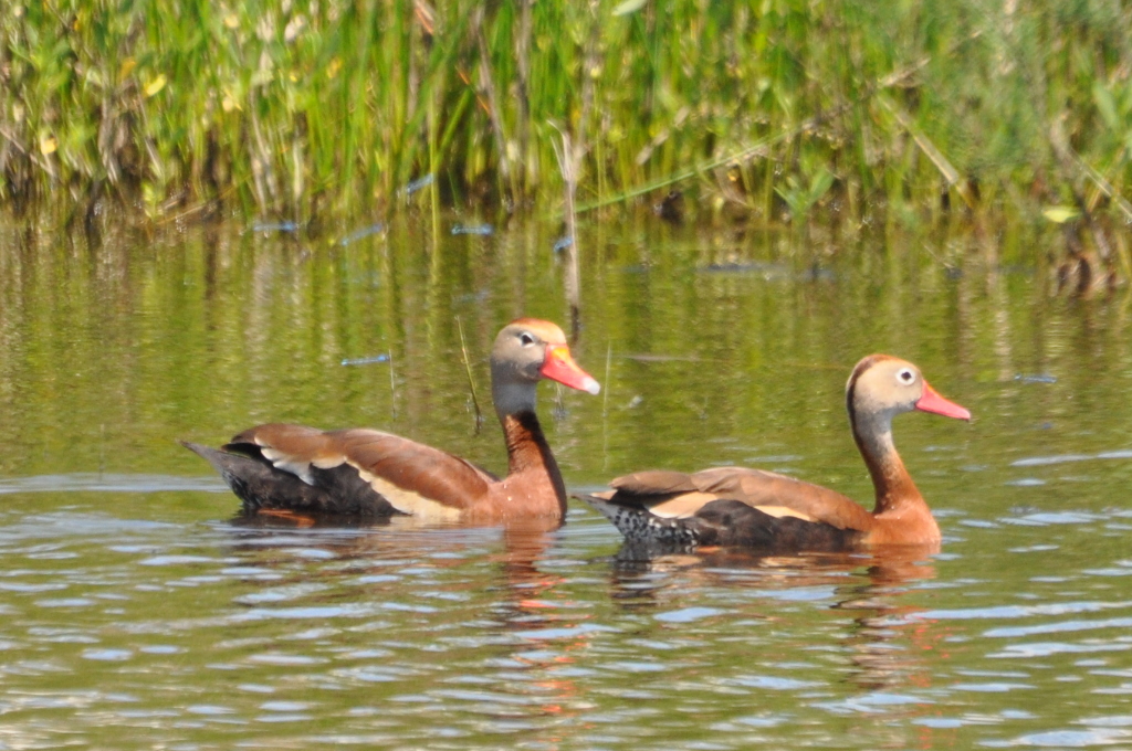 DSC_0233b.JPG