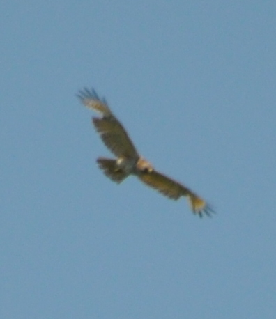 DSC_0255b.JPG