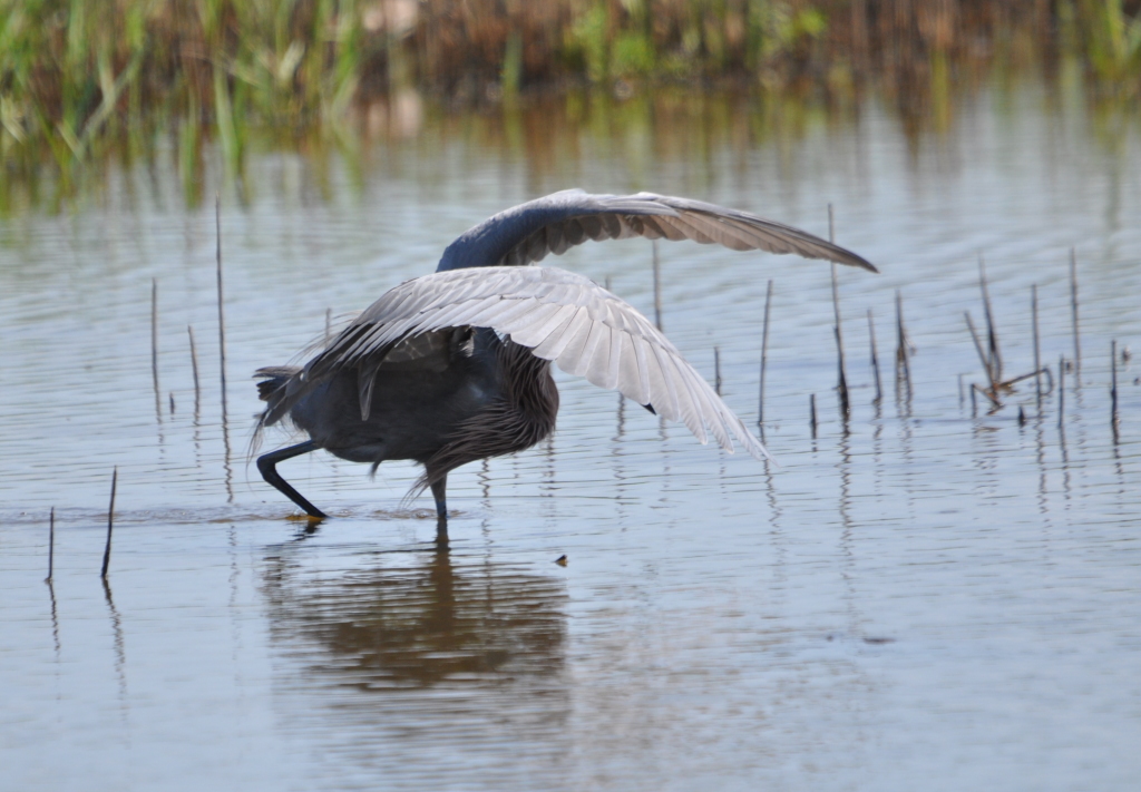 DSC_0549b.JPG