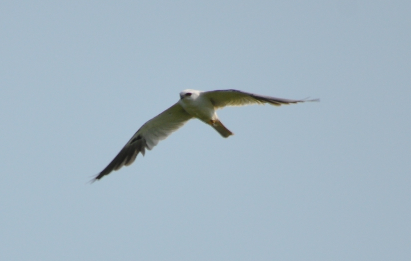 DSC_0628b.JPG