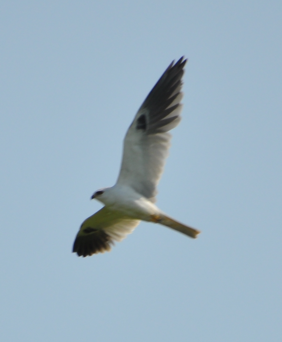 DSC_0629b.JPG