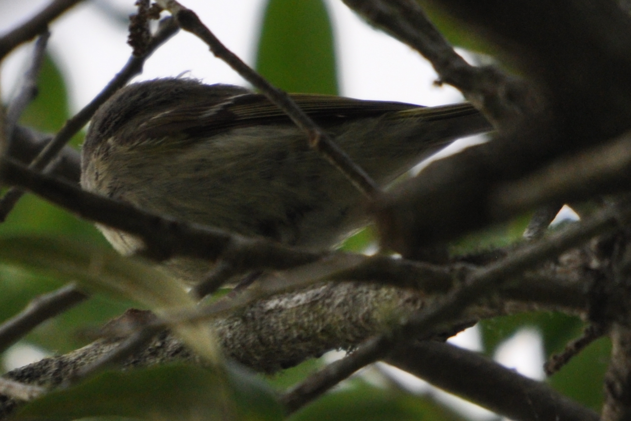 DSC_0649b.JPG