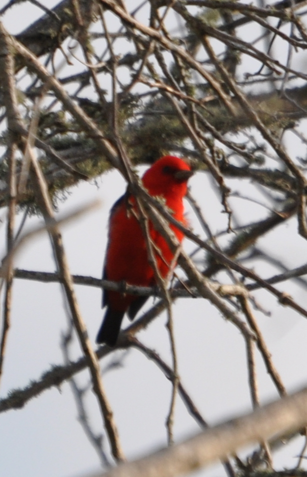 DSC_0666b.JPG