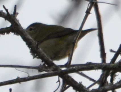 DSC_0684b.JPG
