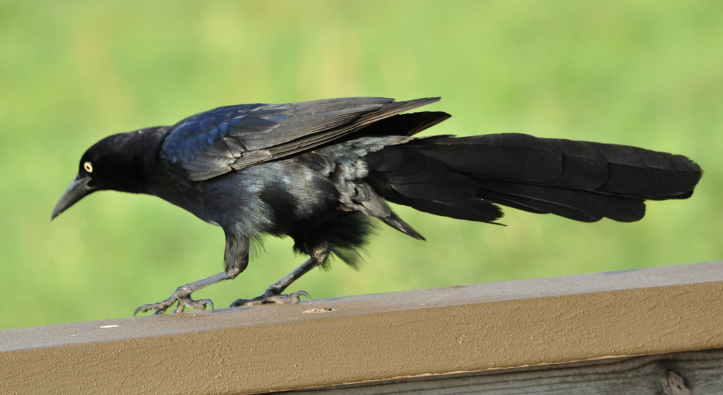 DSC_0704b.JPG