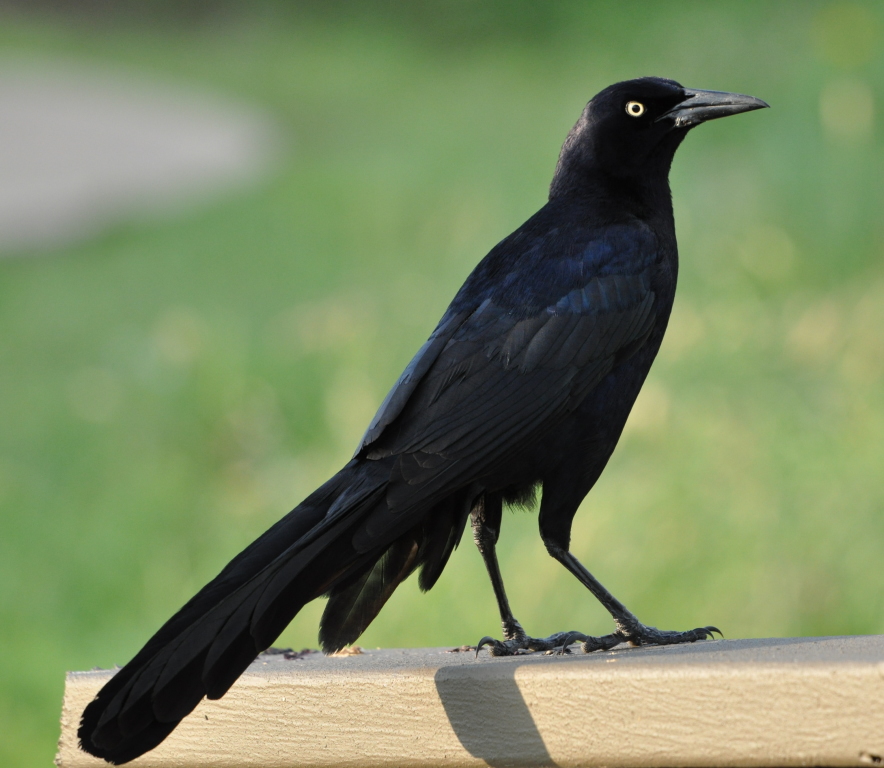 DSC_0707b.JPG
