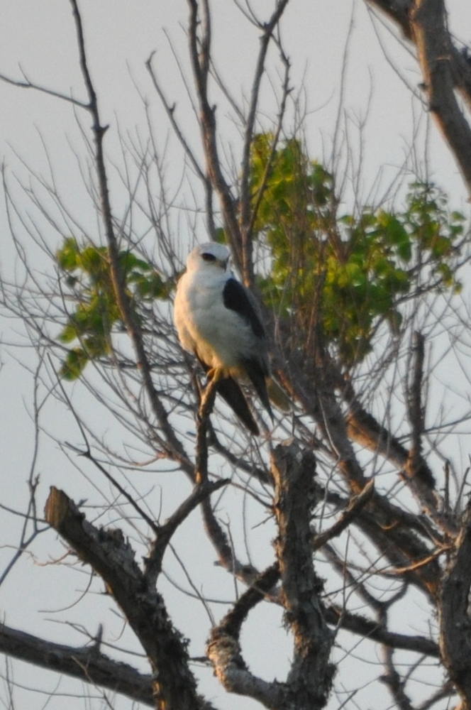 DSC_0726b.JPG