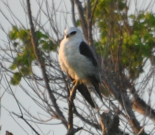 DSC_0727b.JPG