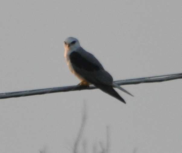 DSC_0735b.JPG