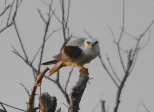 DSC_0739b.JPG