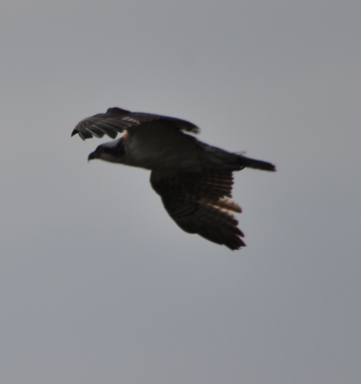 DSC_0776b.JPG