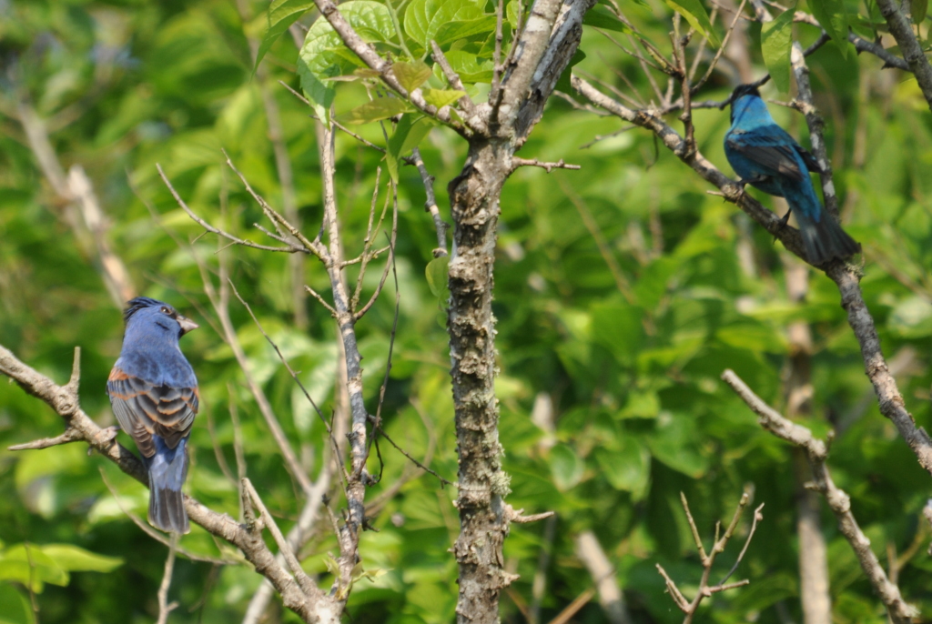 DSC_0129b.JPG