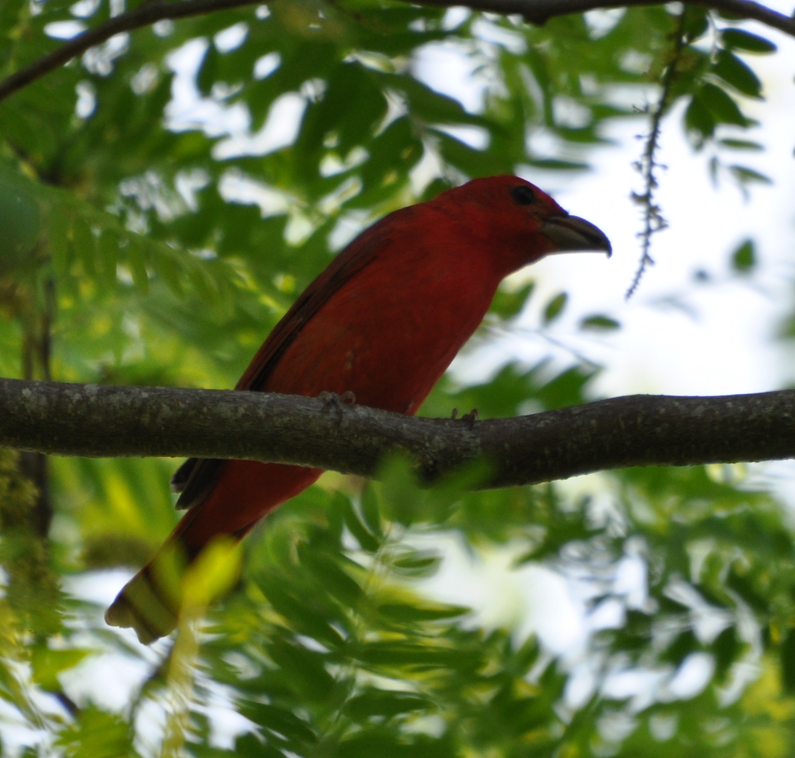 DSC_0219b.JPG