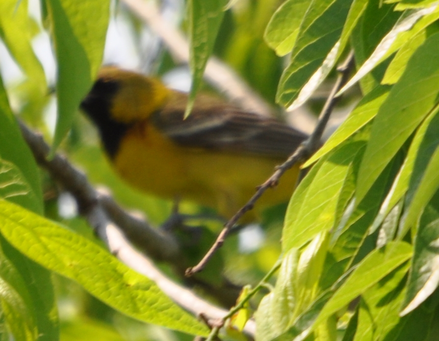 DSC_0369b.JPG