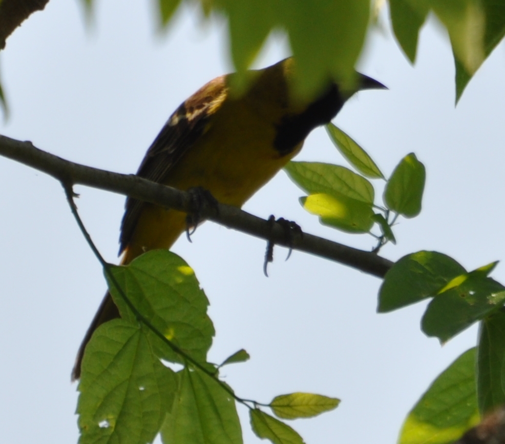 DSC_0375b.JPG