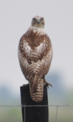 DSC_0408b.JPG