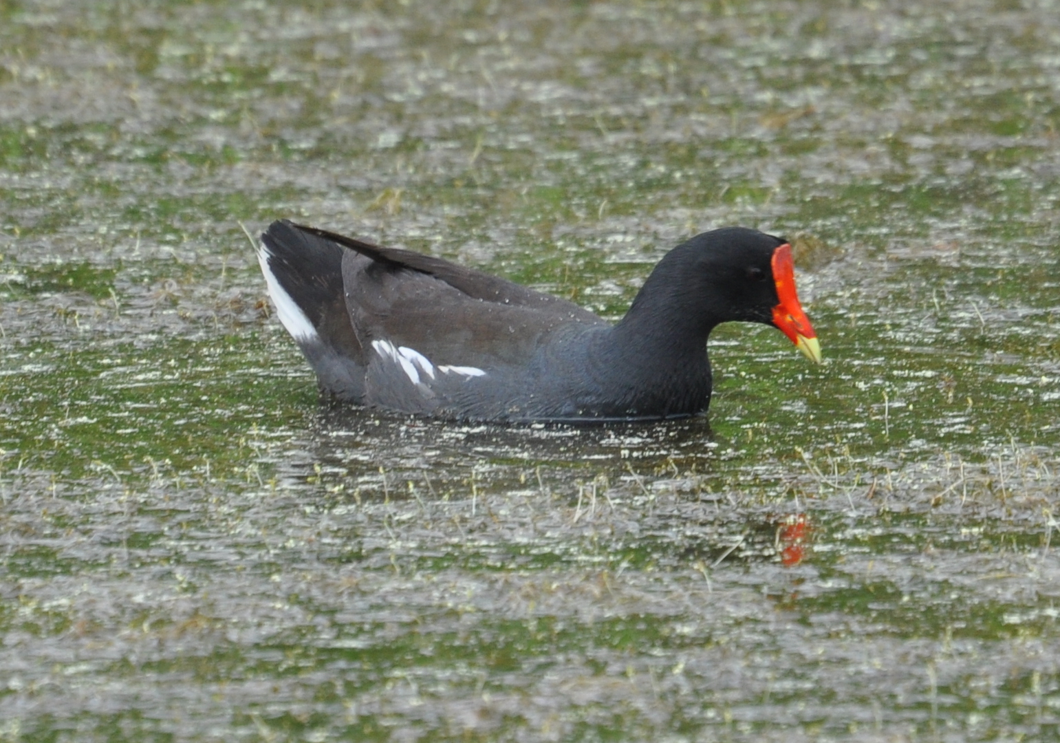 DSC_0499b.JPG