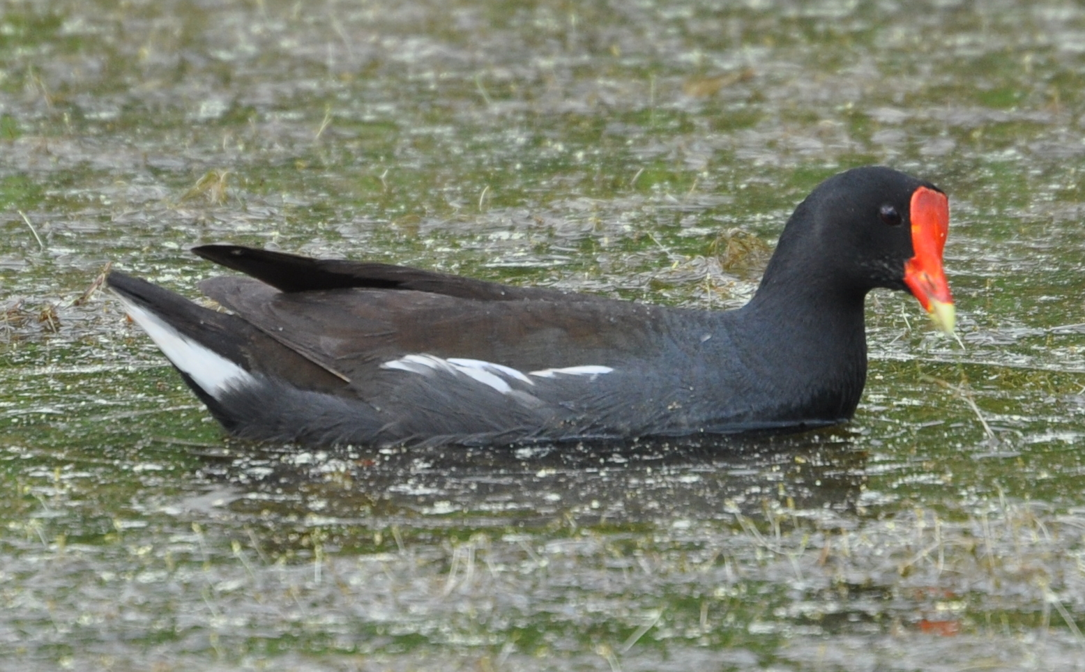 DSC_0500b.JPG