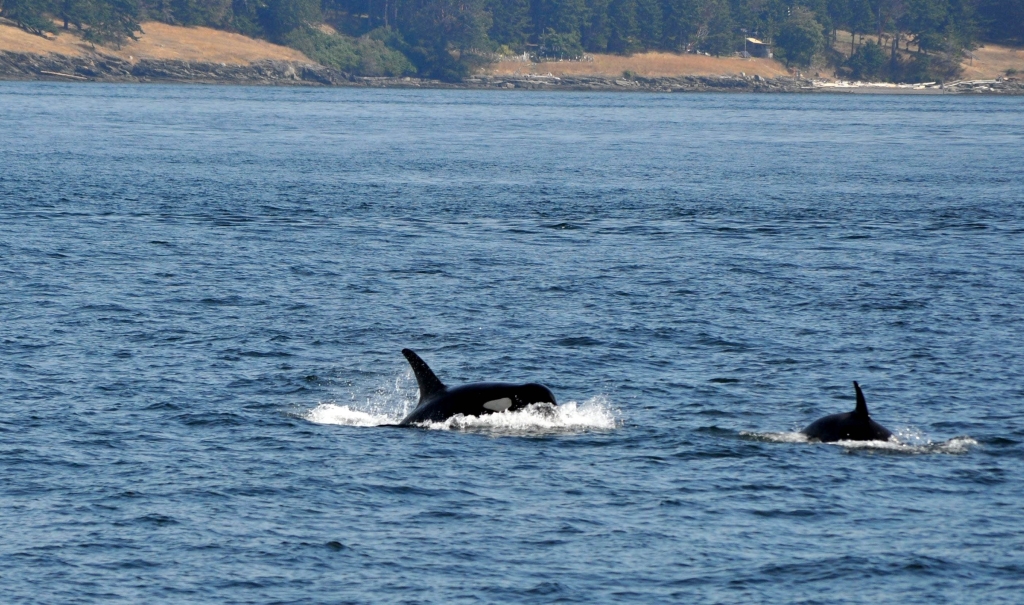 mother Orka and young
