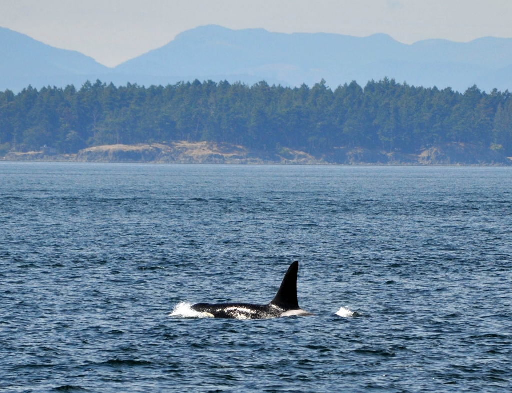 male Orka