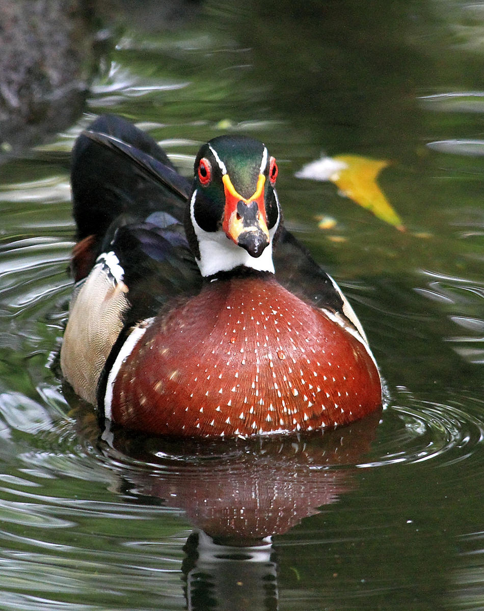 IMG_0367mallard.JPG