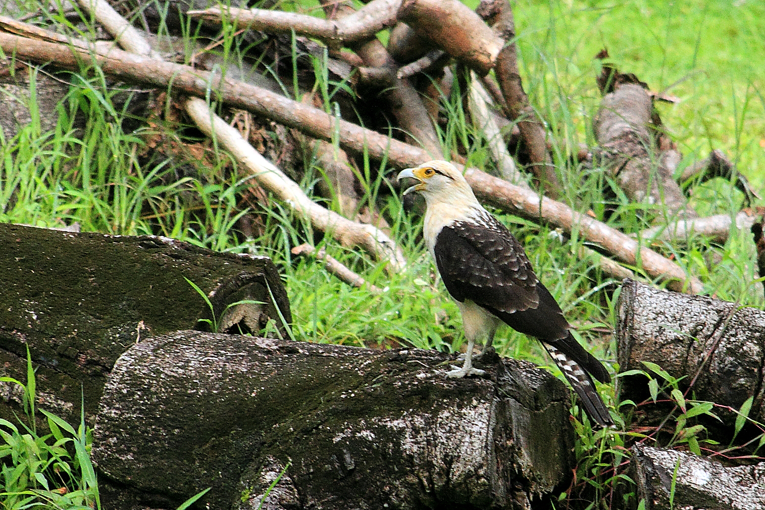 IMG_3402caracara.JPG