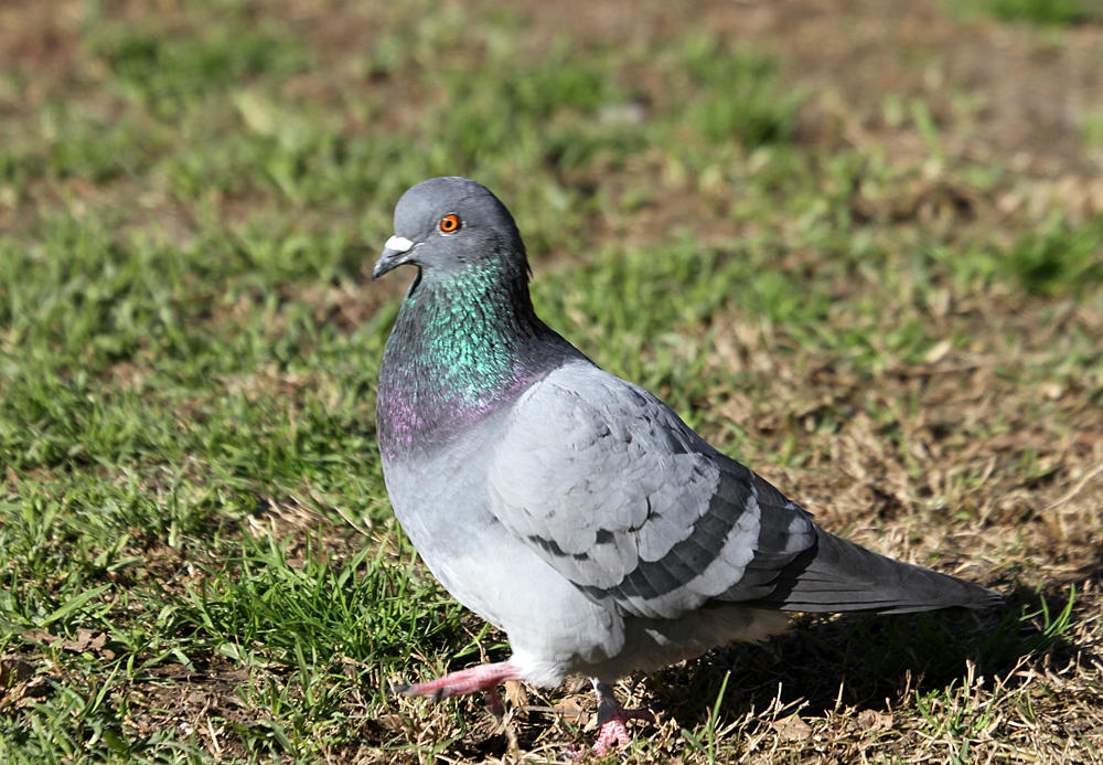 Rock Pigeon