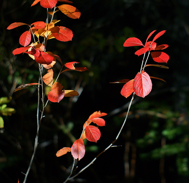 DSC02050 - Red Leaves in Sunlight