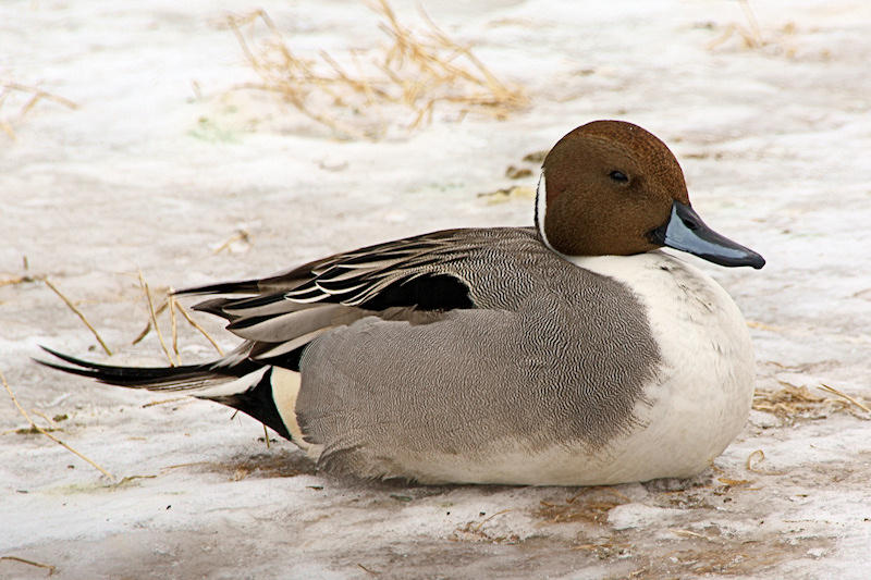 DSC02443 - Cold DuckNorthern Pintail