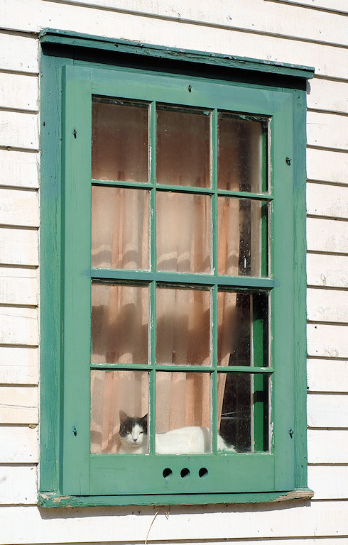 DSC06766 - Cat In The Window