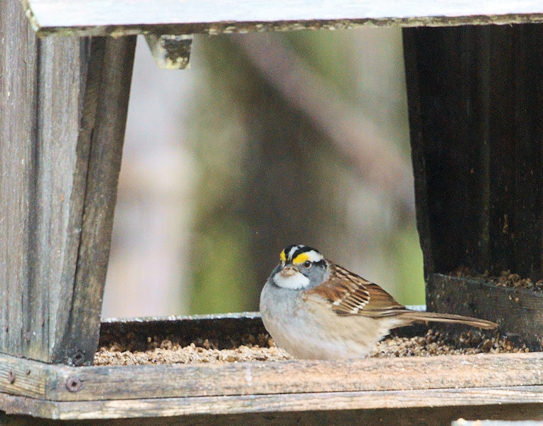 DSC07063 - White Throated Sparrow