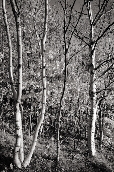 DSC00062 - Autumn Birches