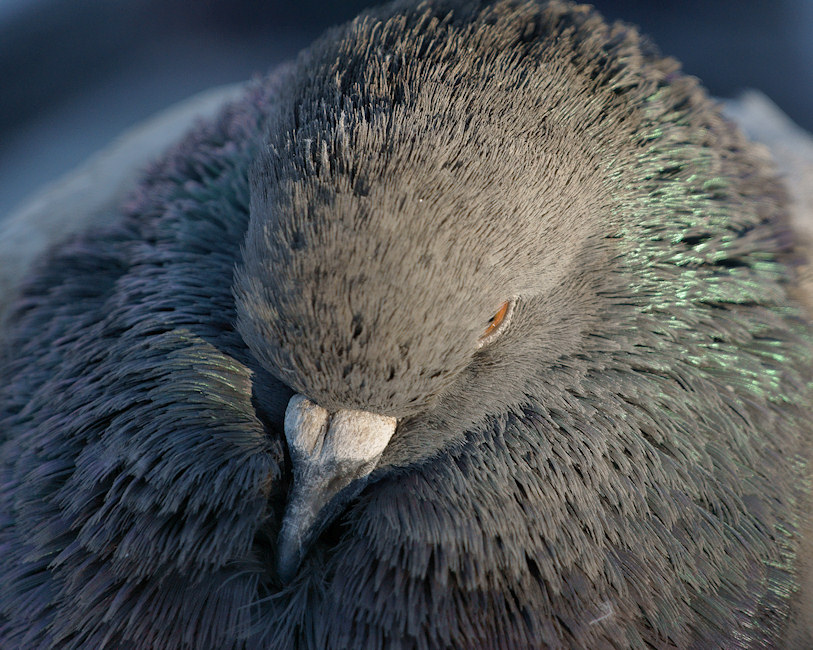 DSC00550 - Huddled Pigeon