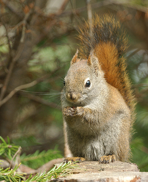 DSC01258 - Red Squirrel