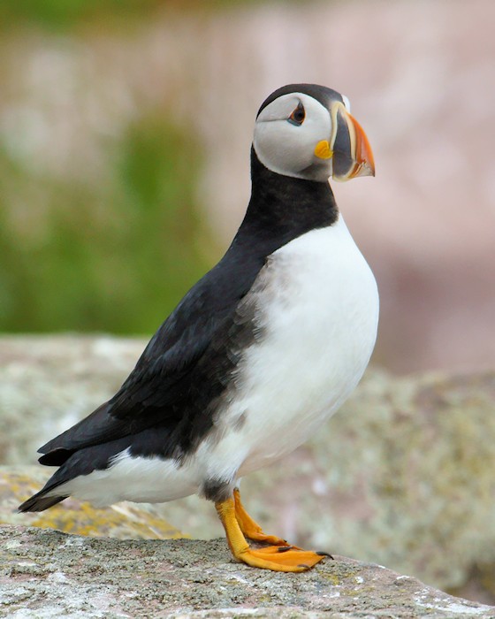 DSC01052 - Puffin Portrait